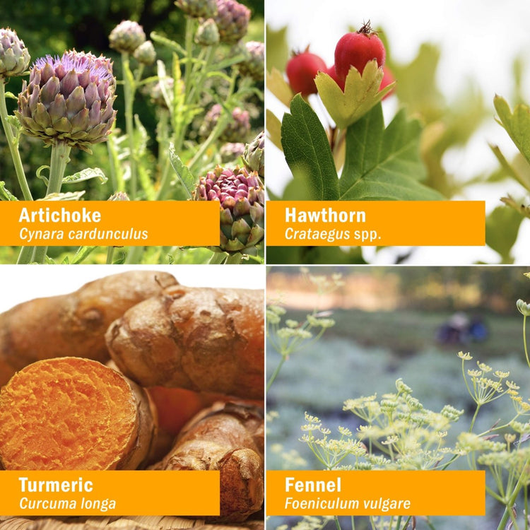 cholesterol health liquid supplement, Collage of herbs: Artichoke, Hawthorn, Turmeric, and Fennel, showcasing their natural beauty and medicinal properties.